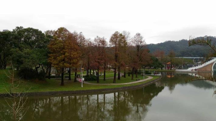 圖11.大湖公園落羽松秋季轉黃或紅色