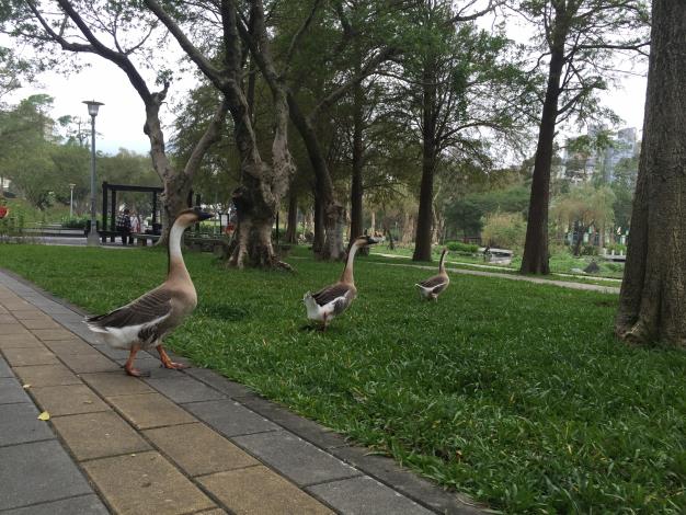 圖8.大湖公園生物棲息照片