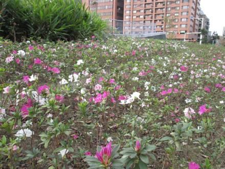 (圖4)杜鵑花開已達4成，花團錦簇好不熱鬧