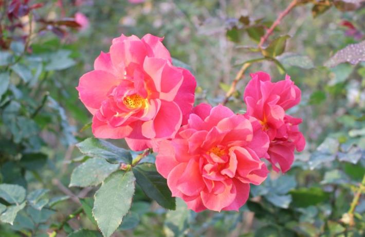 圖6、光輝五月五，現代豐花矮叢玫瑰；2006美國育出，橘黃、圓瓣波浪型、果香。