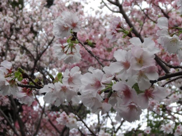 圖8預計3月底開放的吉野櫻(資料照片)