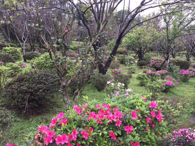 圖6 花卉試驗中心的杜鵑花
