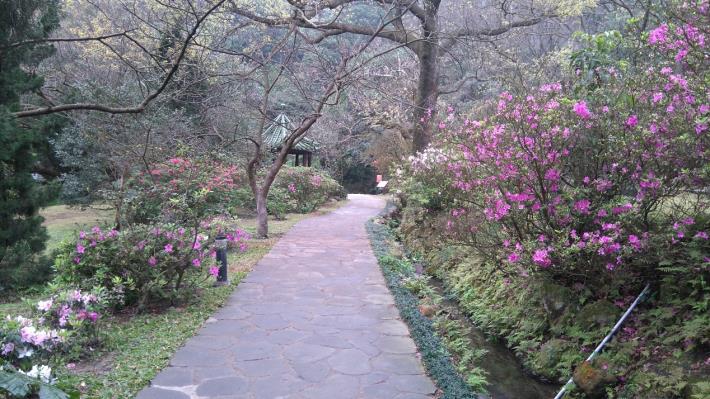 圖3 陽明公園的杜鵑花(1)