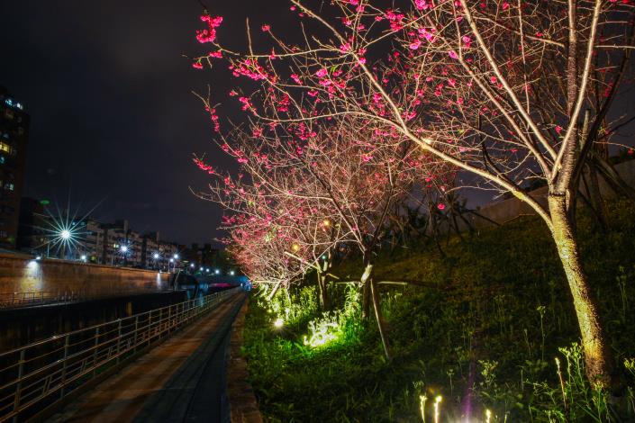 圖8.樂活公園櫻花林第二區-八重櫻