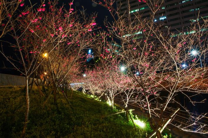 圖6.樂活公園櫻花林第二區-八重櫻