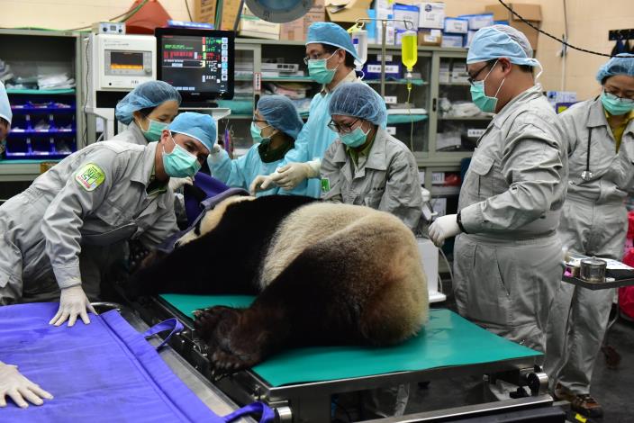 動物園獸醫師除了進行人工繁殖作業外，也把握機會為「團團」和「圓圓」進行了健康檢查