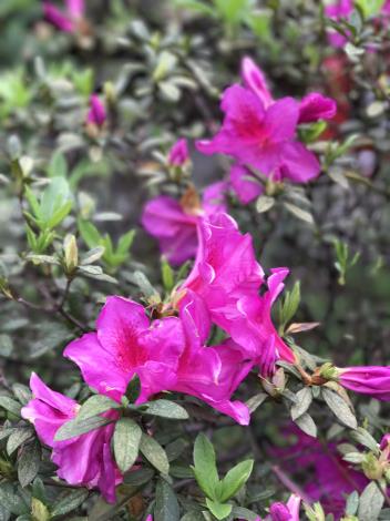 杜鵑花況3