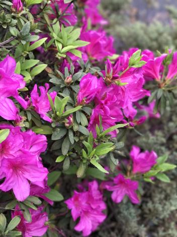 杜鵑花況6