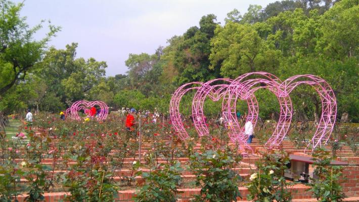 圖2. 士林官邸玫瑰園新植超過90個品種1600株玫瑰。