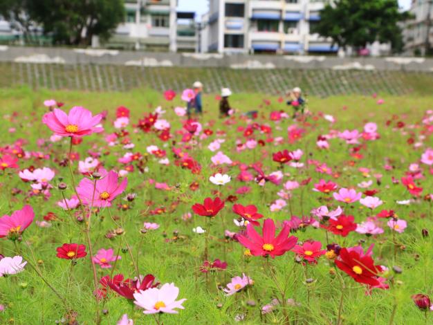 大波斯菊盛開