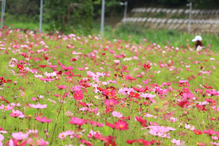不用捨近求遠，到河濱公園就能賞花