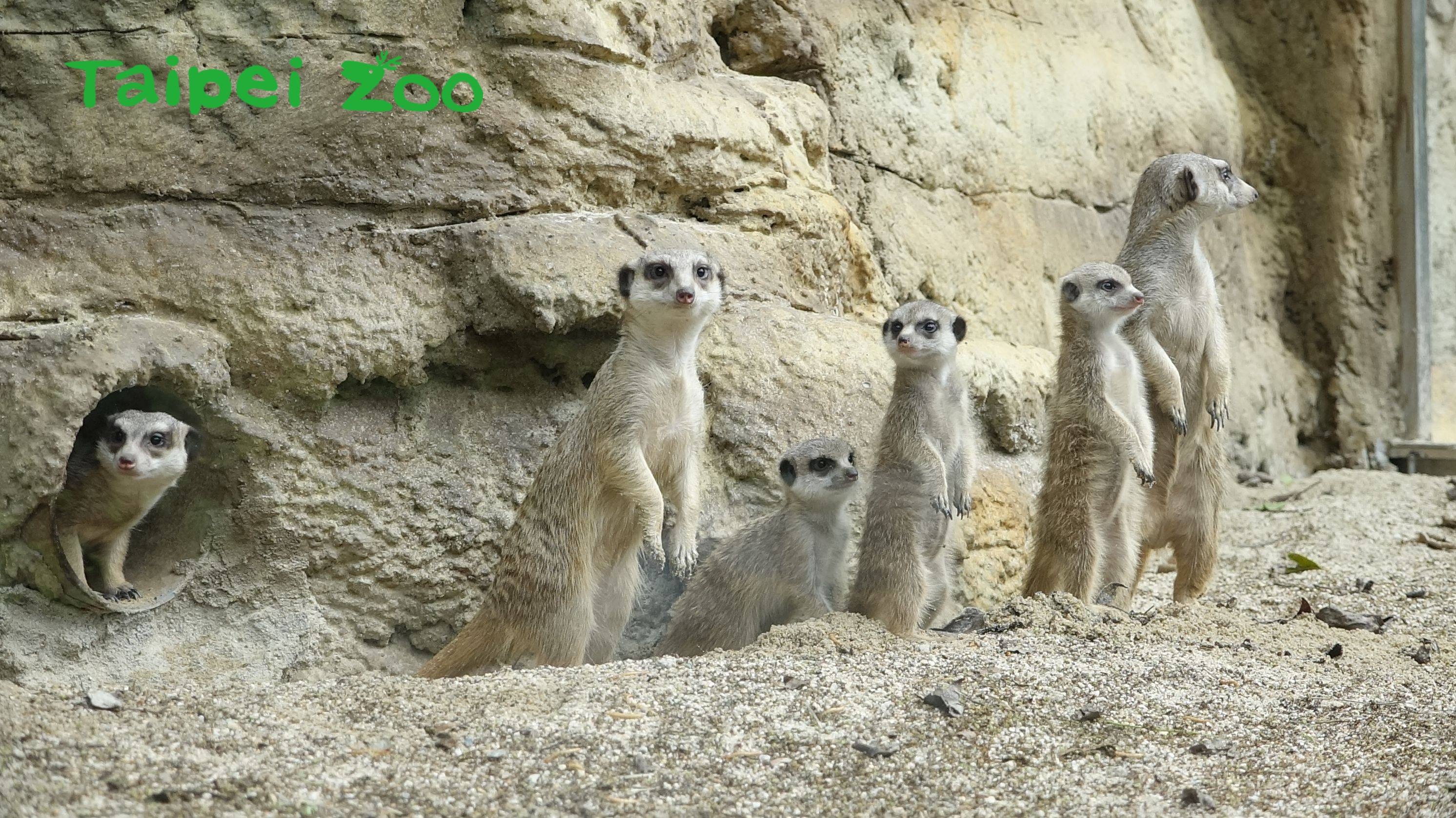 臺北市立動物園 新聞稿 狐獴哥哥拚長大霸道搶食沒在怕