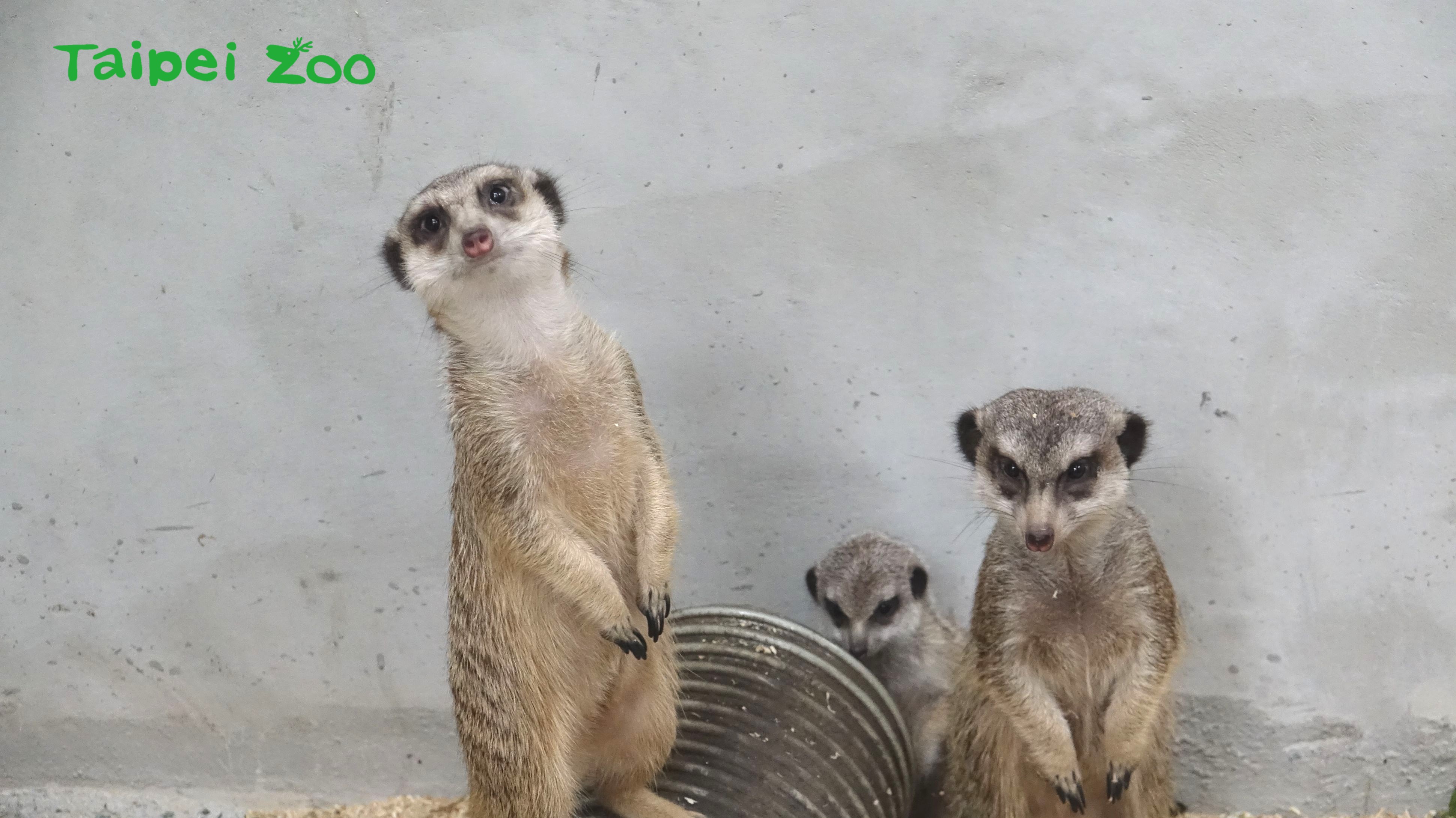 臺北市立動物園 新聞稿 狐獴哥哥拚長大霸道搶食沒在怕