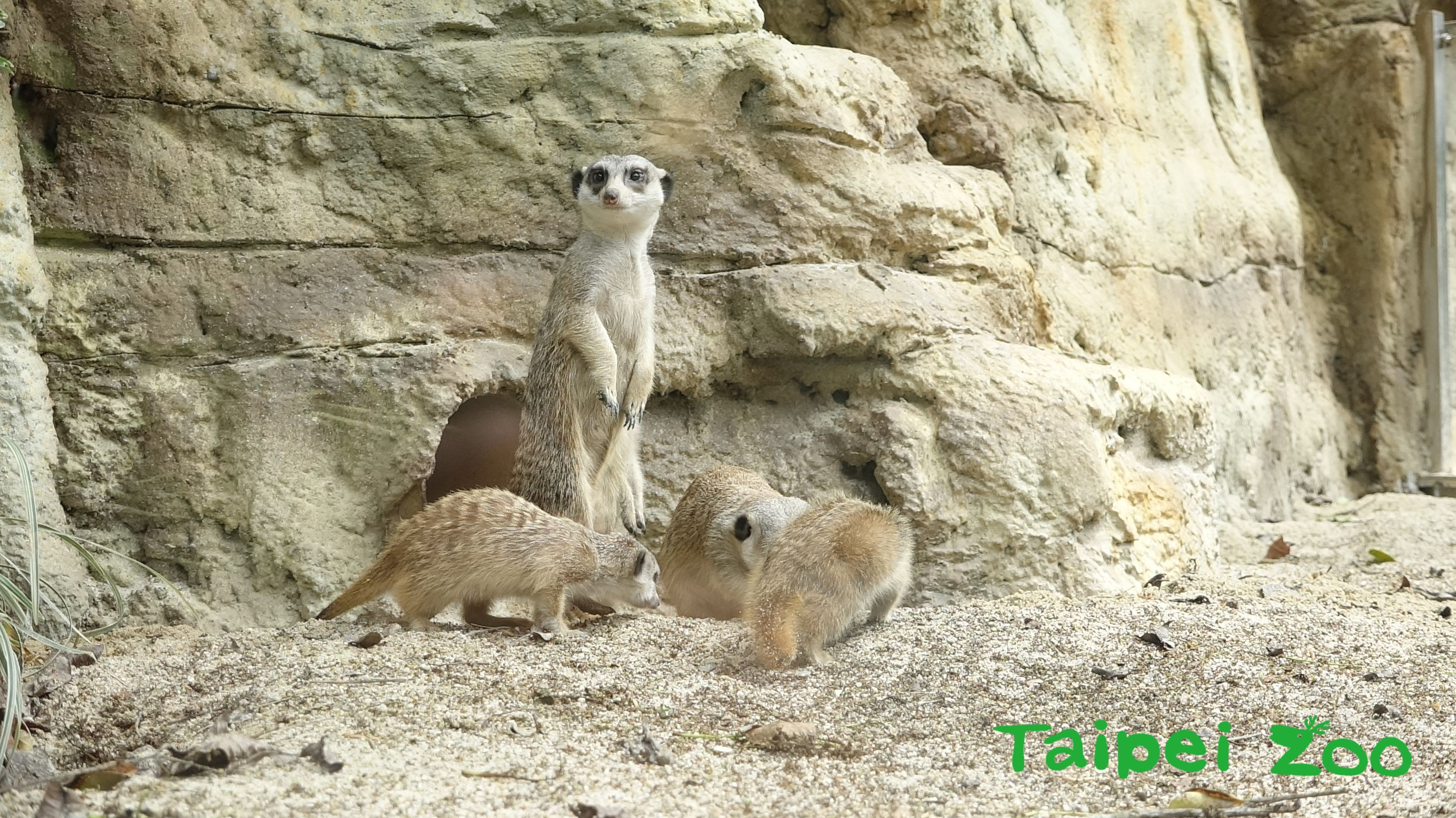 臺北市立動物園 新聞稿 狐獴哥哥拚長大霸道搶食沒在怕