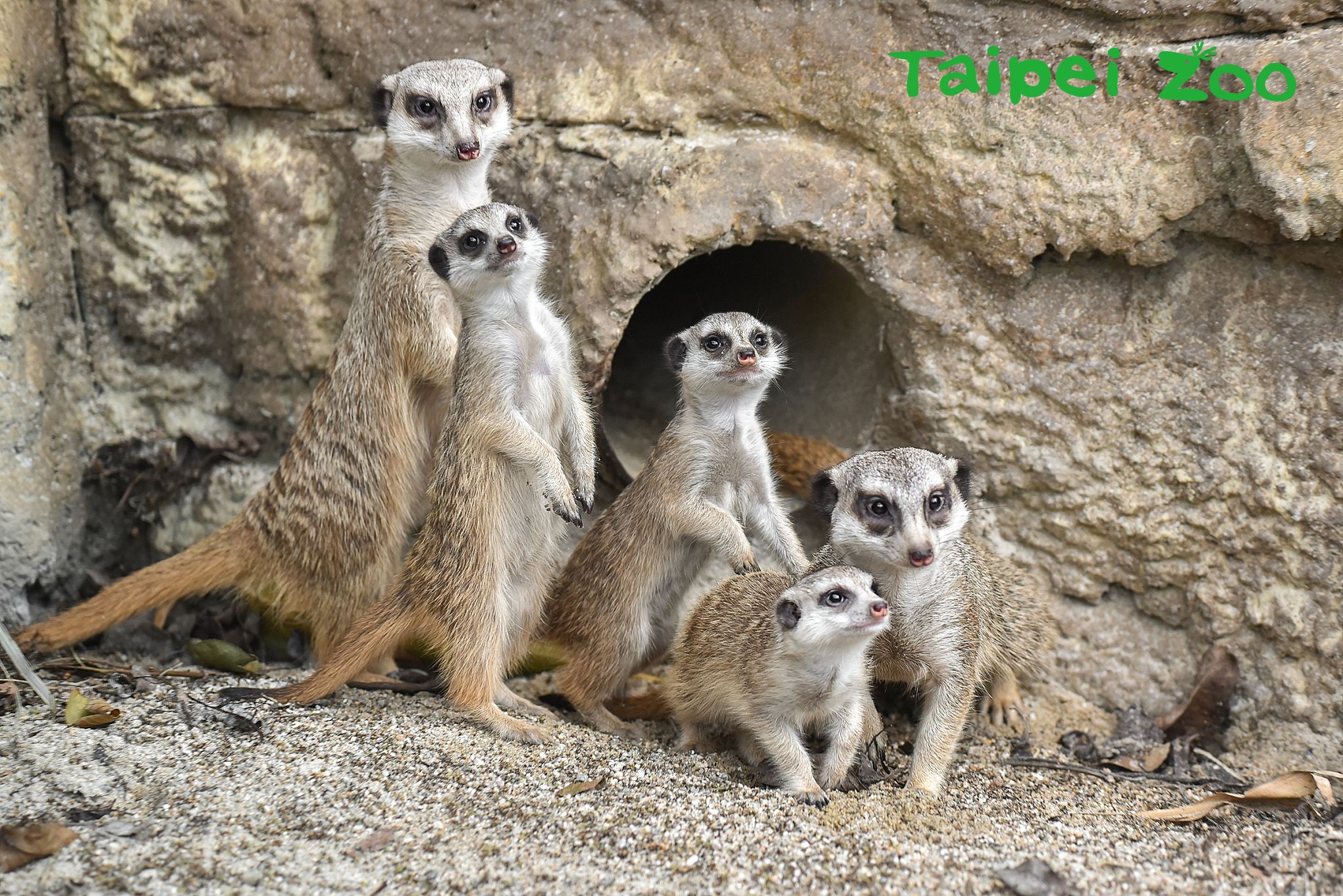 臺北市立動物園 新聞稿 狐獴哥哥拚長大霸道搶食沒在怕