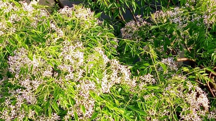 圖3.夕陽餘暉映楝花