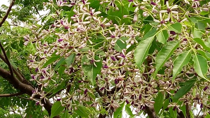 圖4.淡紫優雅的楝花