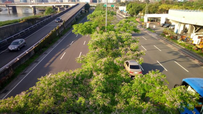 圖2.夕陽映輝下的楝樹