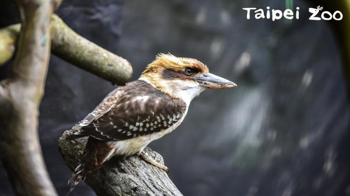 首次加入動物園這個大家庭的笑翠鳥共有兩隻(1公1母),年齡約1歲3個月大