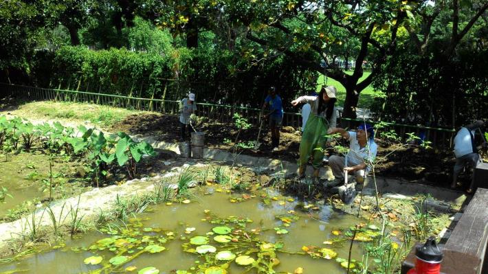 圖2.榮星花園公園的生態池復育改善，民間團體與當地居民辛勤努力整理。