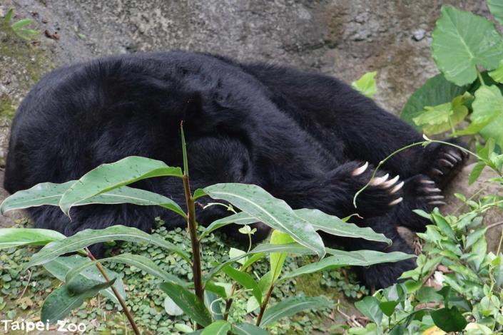 已是「熊瑞」的黑熊們經常於吃飽後找周公去，民眾經過臺灣區的黑熊養老村記得放低音量