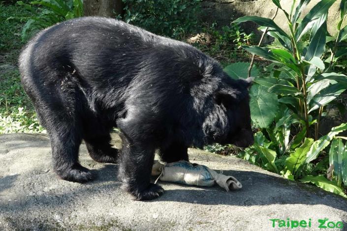 保育員精心準備的食物豐富化玩具，增加黑熊的採食時間，降低刻板行為