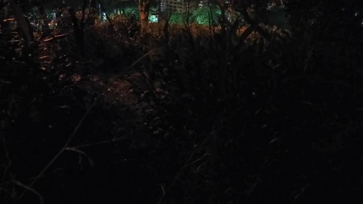 (圖7)草叢間的亮光是大安森林公園飛舞的黃緣螢.JPG