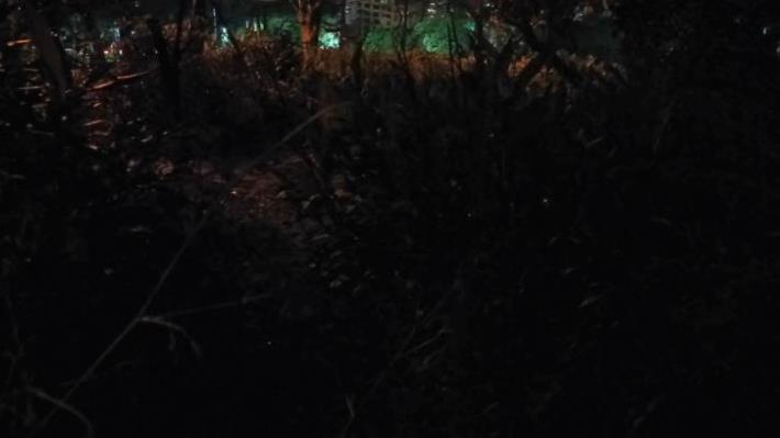 草叢間的亮光是大安森林公園飛舞的黃緣螢