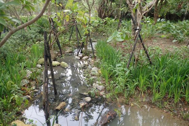 大安森林公園多種原生植物營造出良好螢火蟲棲息空間