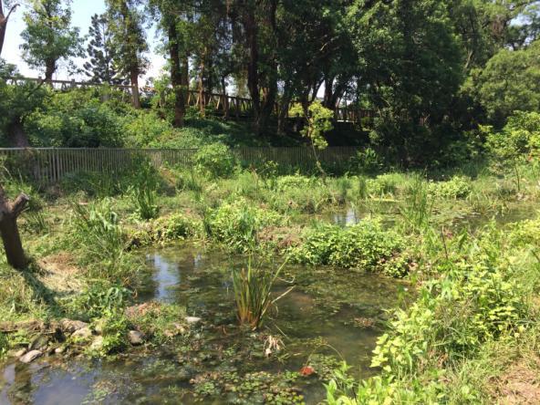 榮星花園公園生態池現況