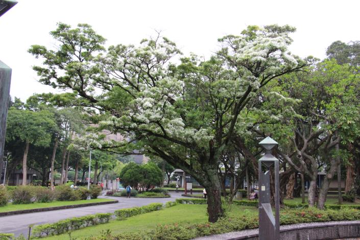 圖2.228公園的流蘇佇立，持續陪伴我們多個年頭