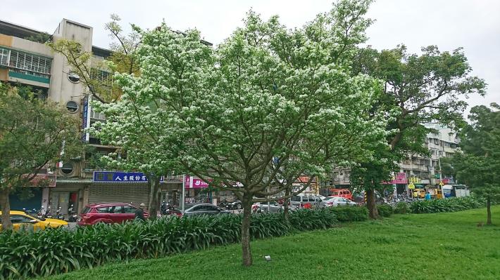 圖9.榮星花園流蘇