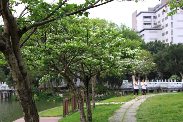 圖10.碧湖公園流蘇