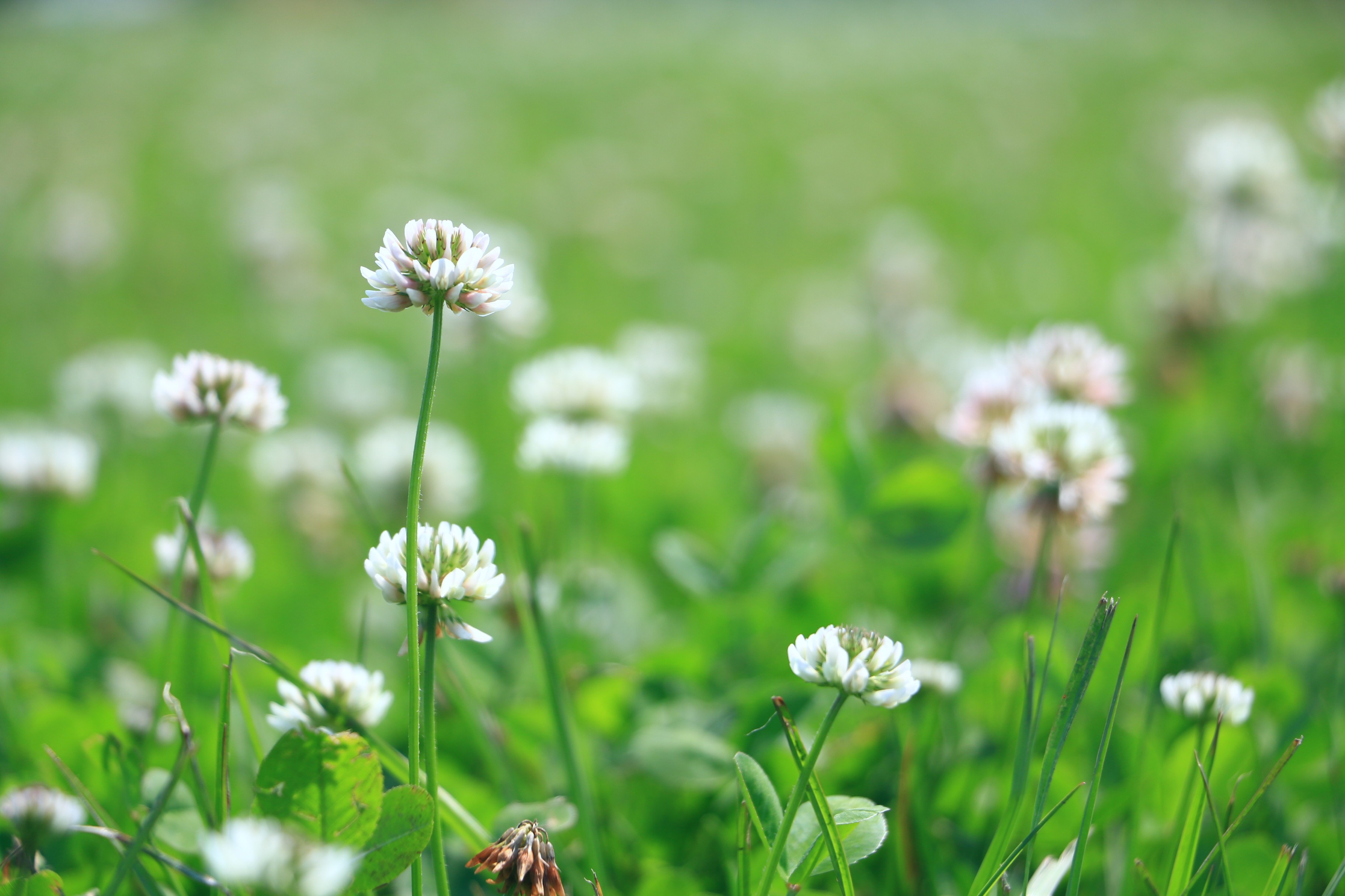 臺北市立中山幼兒園 新聞稿 不用出國北市河濱也能看到韓劇經典場景