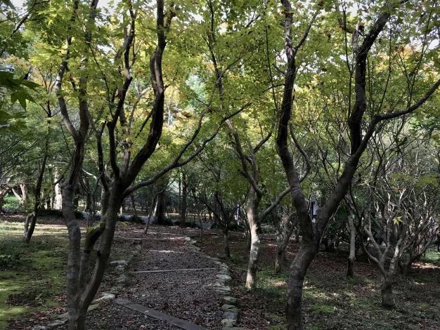 黃楓棧道