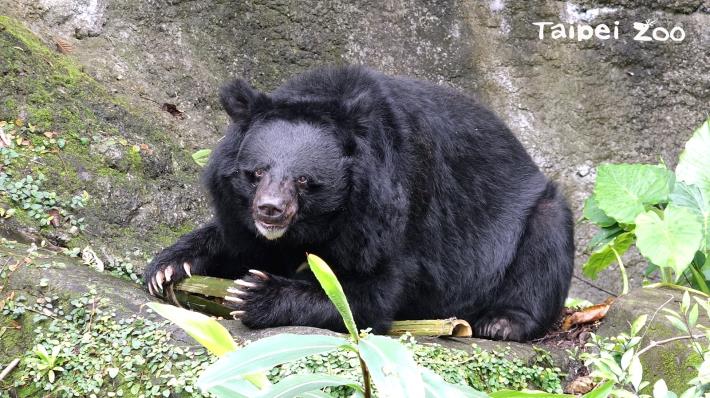 106年12月16-17（六、日）兩日，臺灣黑熊與你相約在動物園唷！
