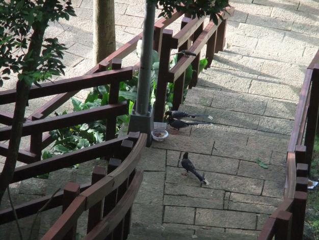 圖3.  臺灣藍鵲回來仙樹公園