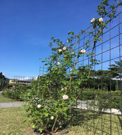 圖4.依玫瑰的生長特性，以花牆的方式栽培玫瑰