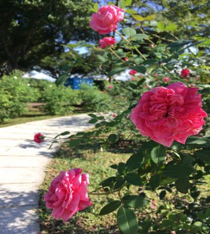 圖5.現代玫瑰園區內設置石板步道，民眾可以入園內優閒地與花共舞