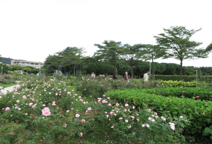 圖7.花團錦簇的古典玫瑰園區