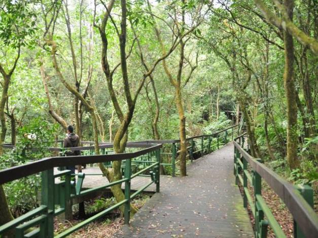 森林步道-木棧道