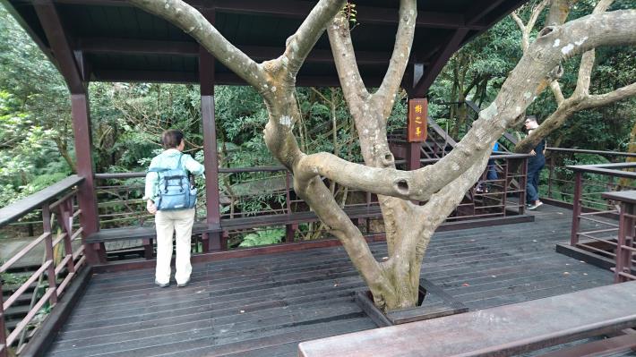 樹之亭樹冠層與老樹