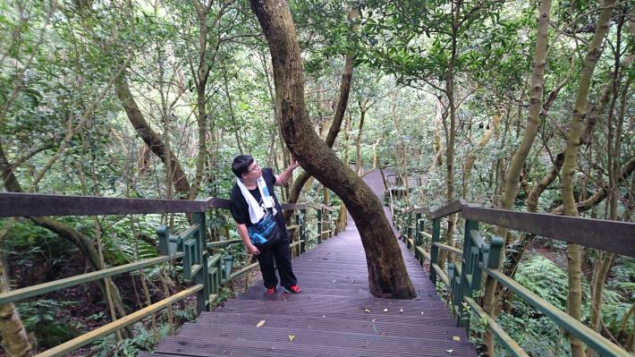步道沿途零距離觀察樹木
