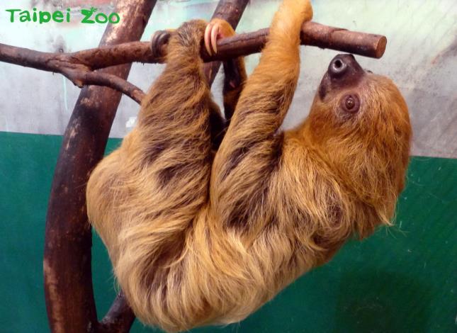 二趾樹獺屬於夜行性動物，身上覆著又厚又長的褐色毛髮