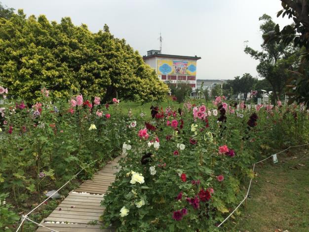 圖2設置木棧道宛如置身蜀葵花海迷宮中(資料照片)