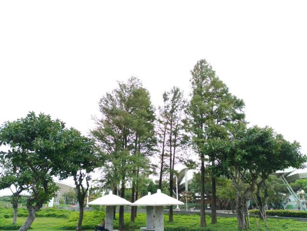圖3、民眾可在涼亭旁欣賞落羽松的美景