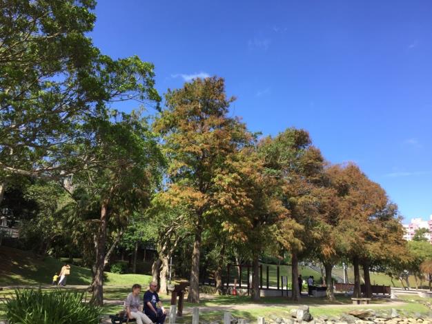 圖9、大湖公園落羽松華麗變色，吸引遊客駐足