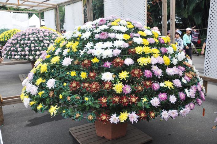 圖2.大立菊已進入最佳賞花期，千萬別錯過