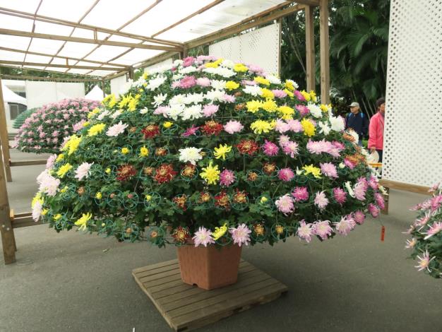 圖7. 公園處展現精湛的嫁接技術，培養獨樹一格的嫁接大立菊
