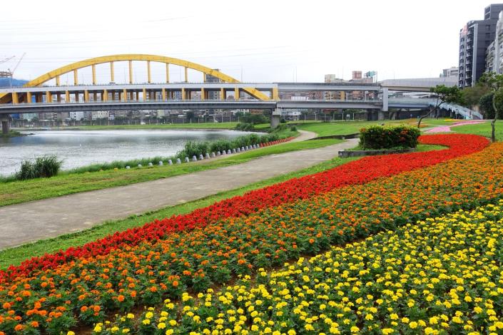 107年臺北市觀山河濱花海  在麥帥一橋和麥帥二橋間